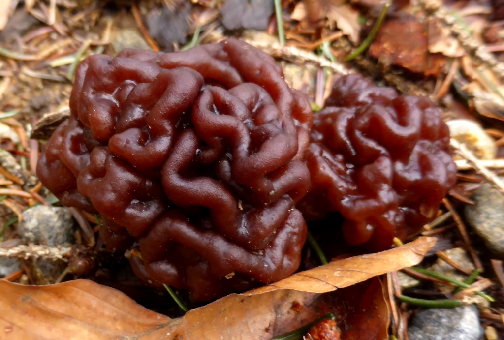 Gyromitra-esculenta-Fruehjahrslorchel-Becherling-hirnartige-Struktur-Bayerischer-Wald