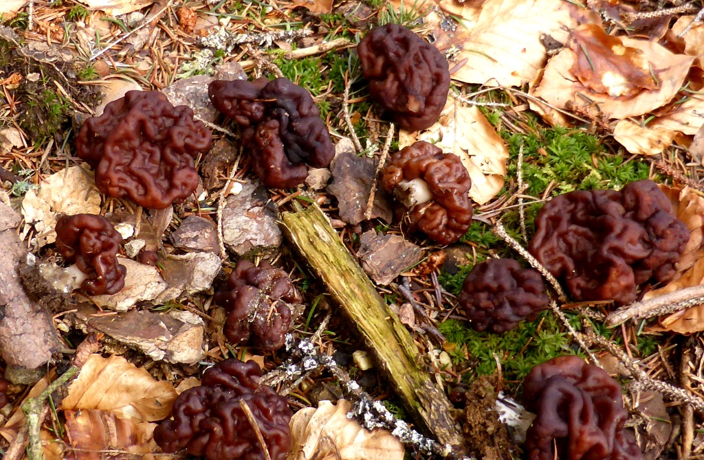 Gyromitra-esculenta-Fruehjahrslorchel-Gyromitrin-MMH-essbar-giftig-Bayerischer-Wald