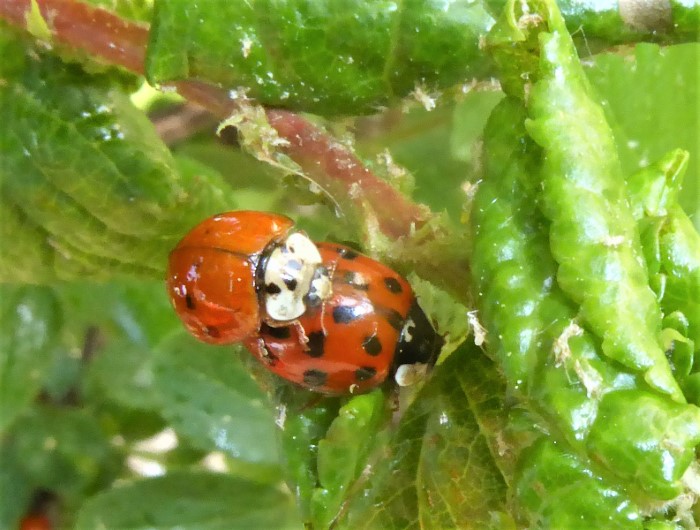 Harmonia axyridis Asiatischer Marienkaefer Coccinellidae Spraitbach Baden Wuerttemberg Schwaebischer Wald Paarung