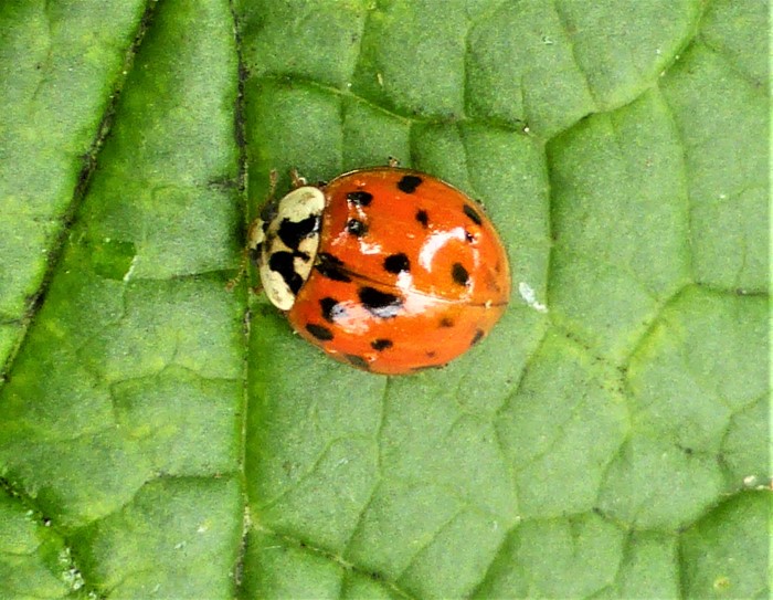 Harmonia axyridis Asiatischer Marienkaefer Coccinellidae Spraitbach M Halsschild Deutschland Baden Wuerttemberg Ostalbkreis Artenvielfalt Naturgarten