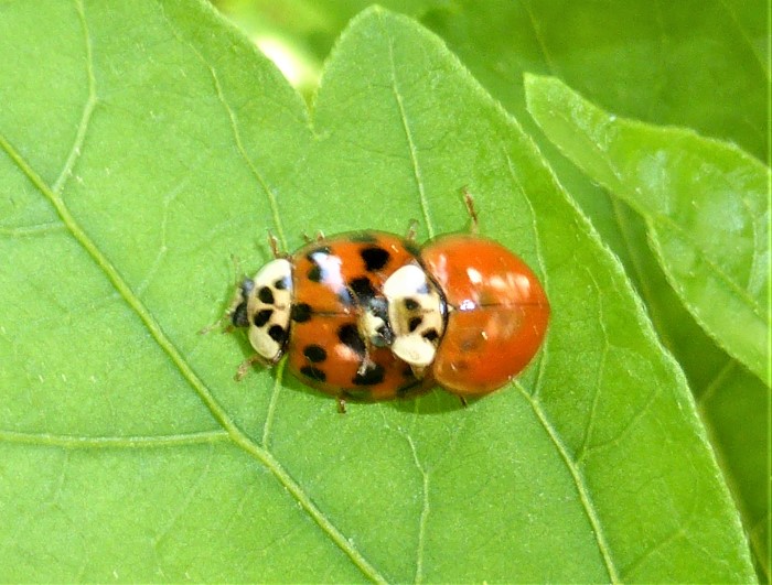 Harmonia axyridis Asiatischer Marienkaefer Coccinellidae Spraitbach Naturgarten Biodiversitaet Schwaebisch Gmuend Ostalbkreis Paarung