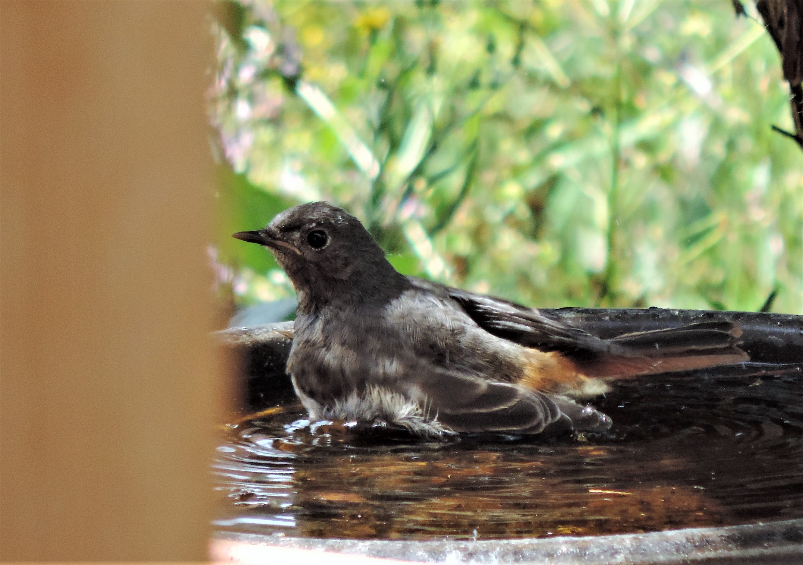 Hausrotschwanz Phoenicurus ochrouros Fliegenschnaepper Wipperfuerth Schmaetzer Nischenbrueter Vogelbad Terrasse BirdWatching Weibchen Jungvogel Katharina Krieglsteiner Spraitbach