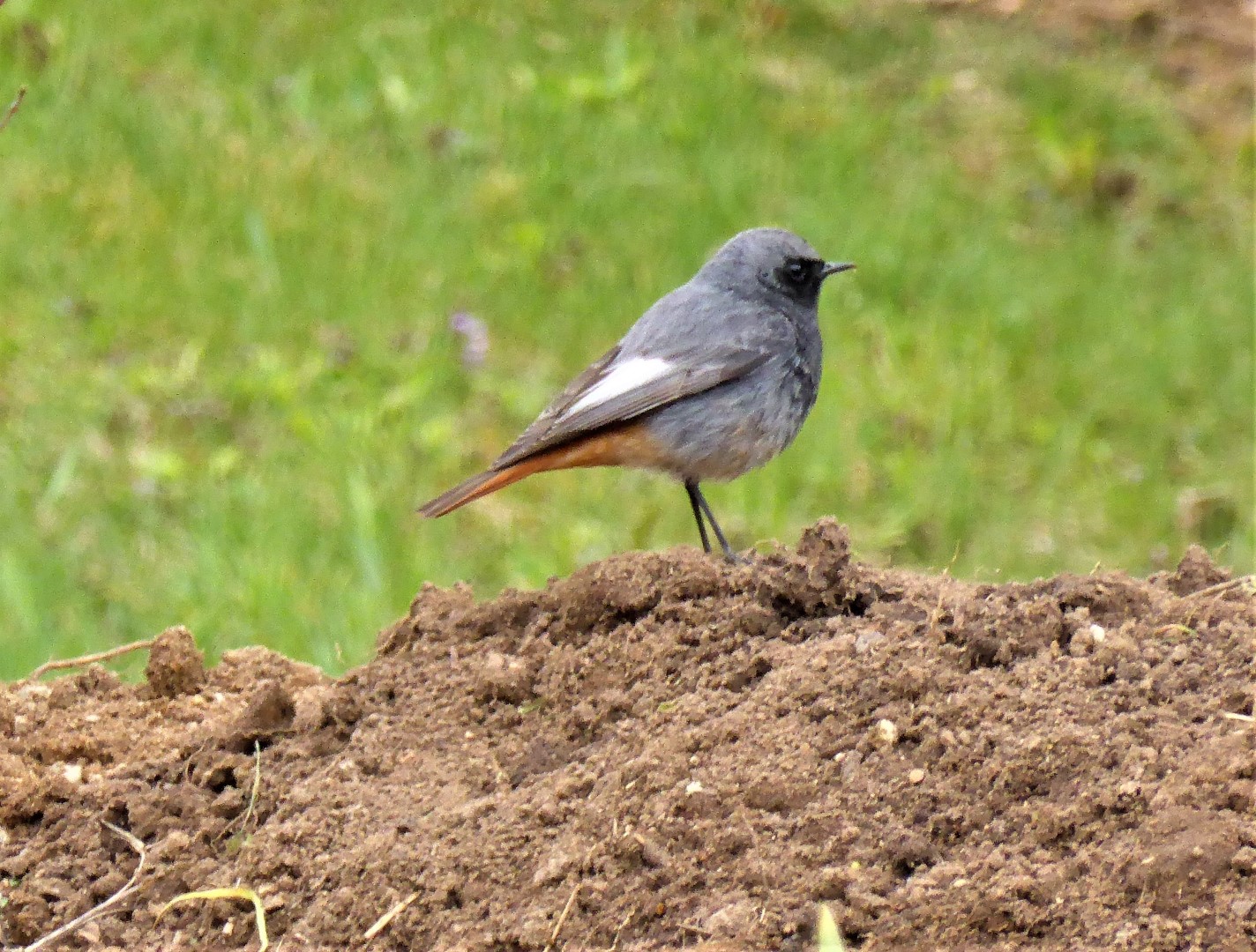 Hausrotschwanz Phoenicurus ochrouros Maennchen Kompostbeet Nahrungsfeld Naturgarten Krieglsteiner Mauer Wipperfuerth Fliegenschnaepper Insekten PIlzschule