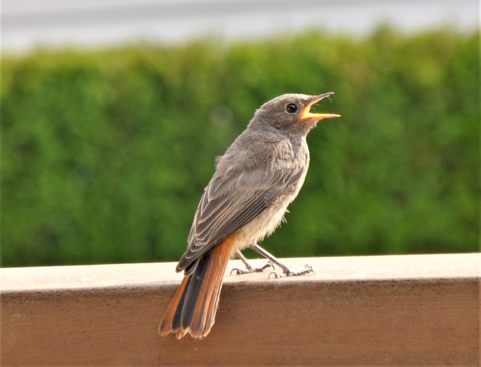 Hausrotschwanz Phoenicurus ochrouros Schmaetzer Fliegenschnaepper Weibchen Schwaebisch Gmuend Unterbettringen Insekten Zugvogel Wipperfuerth Krieglsteiner Naturgarten Artenvielfalt