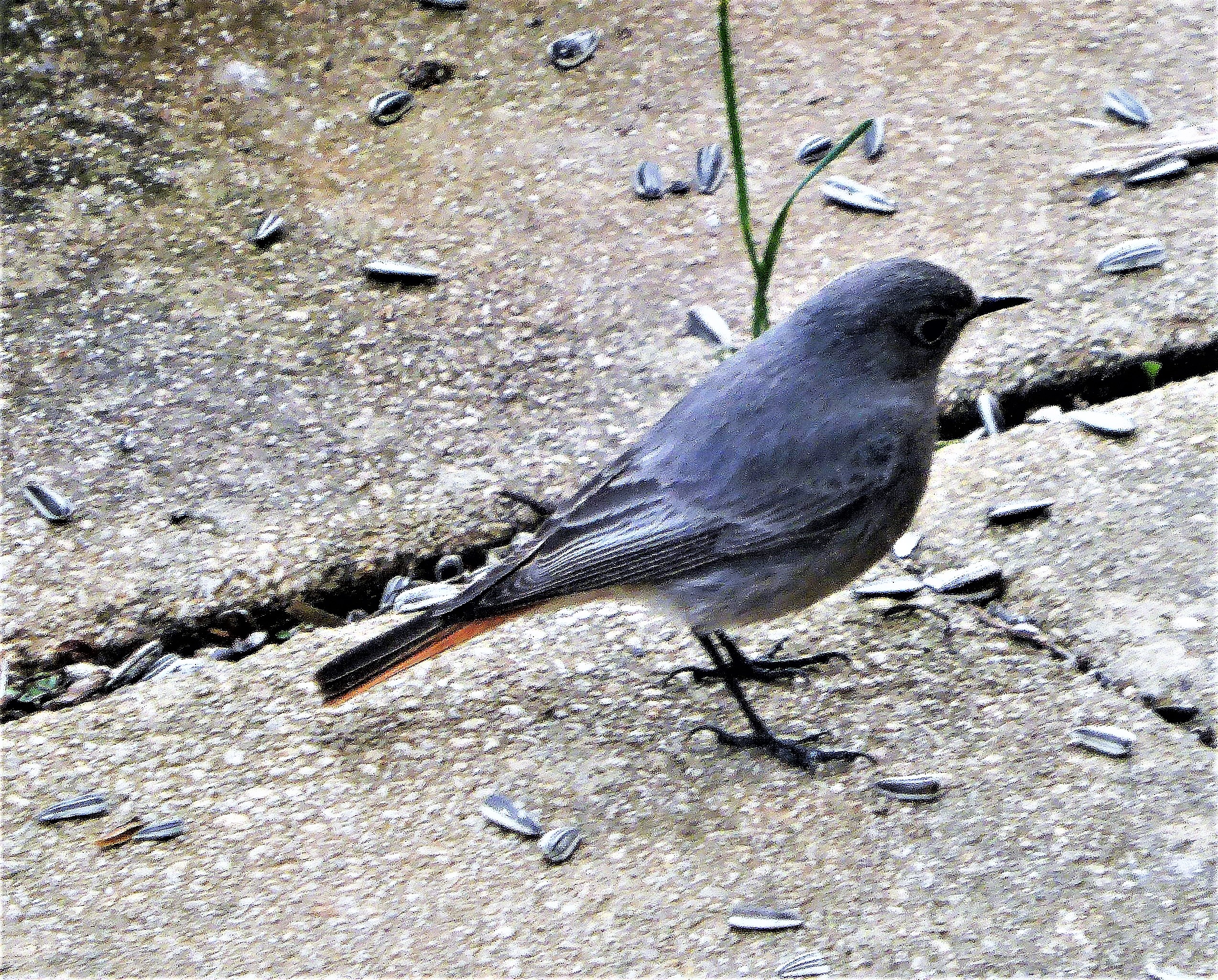 Hausrotschwanz Phoenicurus ochrouros Terrasse Jungvogel Fliegenschnaepper Zugvogel Nischenbrueter Maerz April Wipperfuerth mehrere Paerchen Umbebung Brutvogel Krieglsteiner Schwaebischer Wald