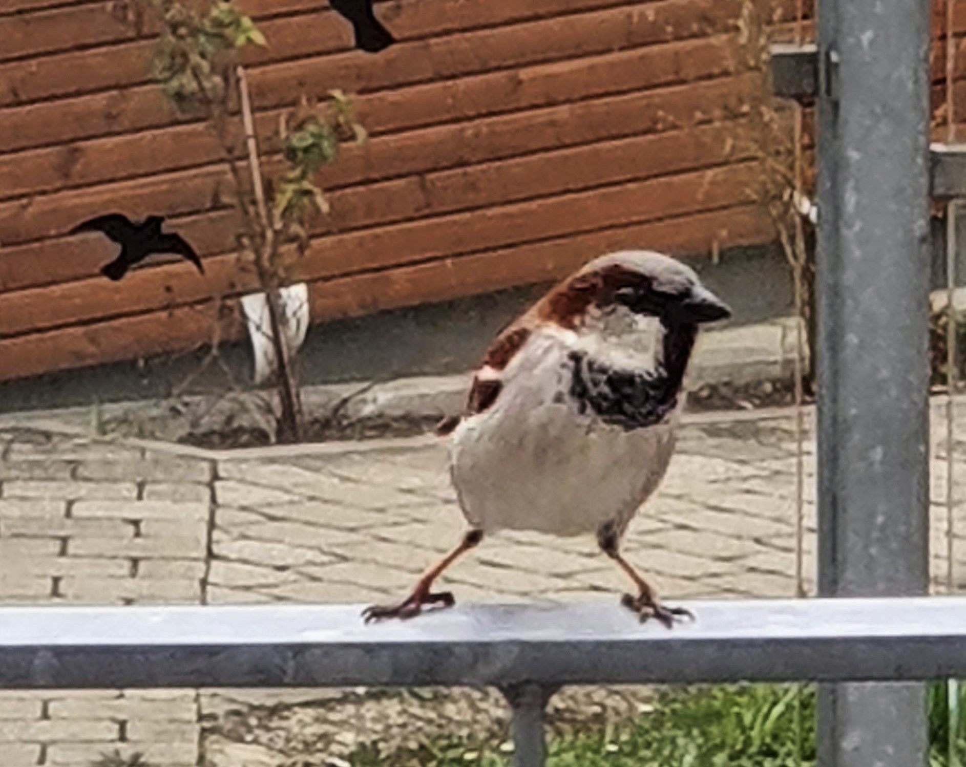 Haussperling Passer domesticus Maennchen Babenhausen Unterallgaeu Helga Katharina Krieglsteiner BirdWatching Winterfuetterung Pilzschule Schwaebischer Wald Koernerfresser Artenvielfalt