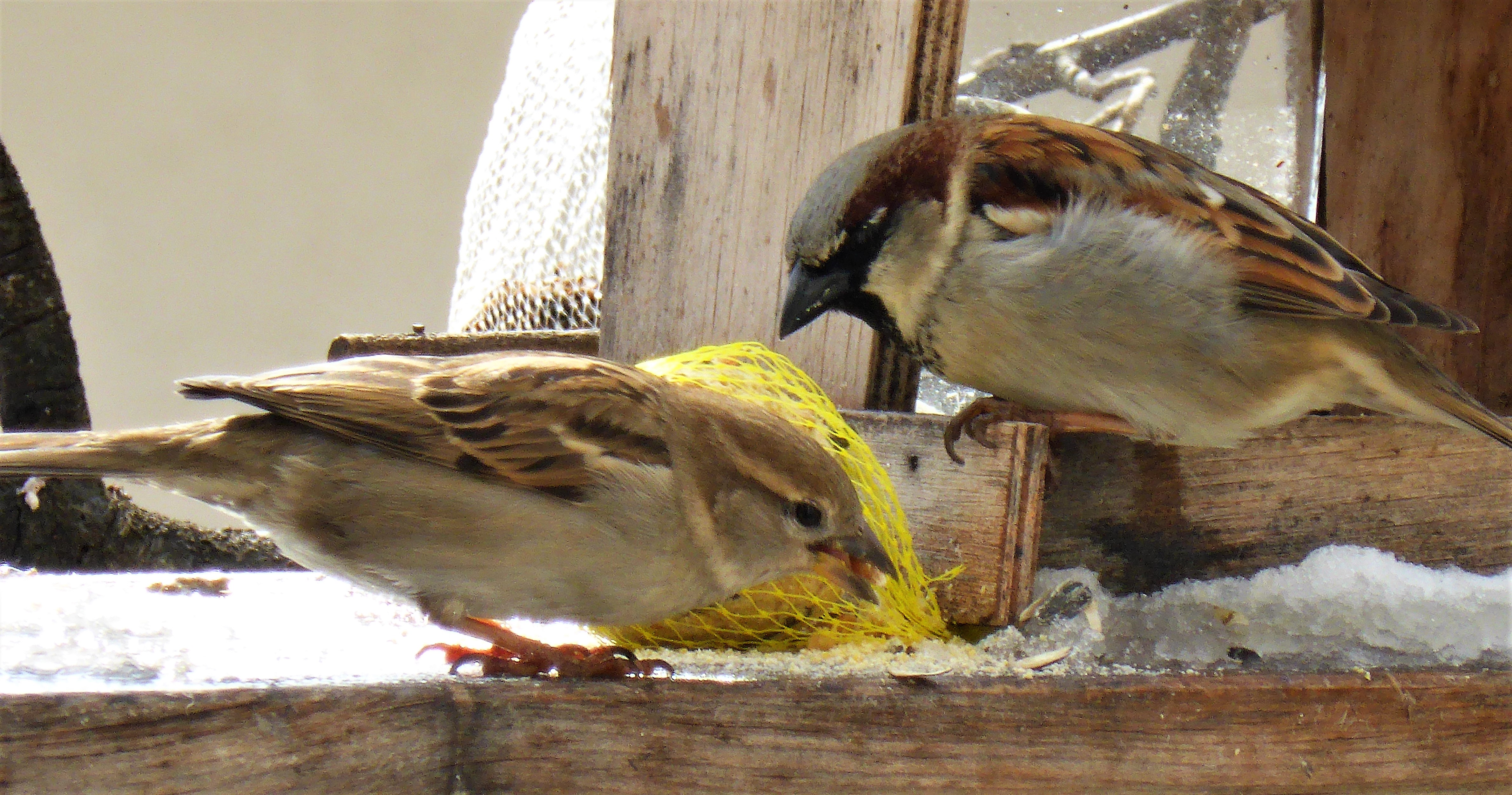 Haussperling Passer domesticus Maennchen Weibchen rechts links Winterfuetterung Babenhausen Unterallgaeu Mutter Katharina Krieglsteiner BirdWatching Koernerfresser Paerchen Pilzschule Schwaebischer Wald