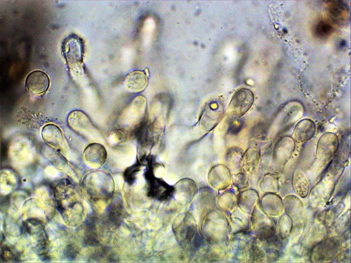 Hebeloma cavipes Hohlstieliger Flbling Mykorrhizapilz Winterlinde Tilia cordata Feldmykologe Mikroskopierkurs mikroskopisch bestimmbar nicht leicht Krieglsteiner Cheilozystiden