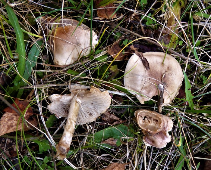 Hebeloma cavipes Hohlstieliger Flbling Mykorrhizapilz Winterlinde Tilia cordata Feldmykologe Mikroskopierkurs mikroskopisch bestimmbar nicht leicht Krieglsteiner Naturgarten