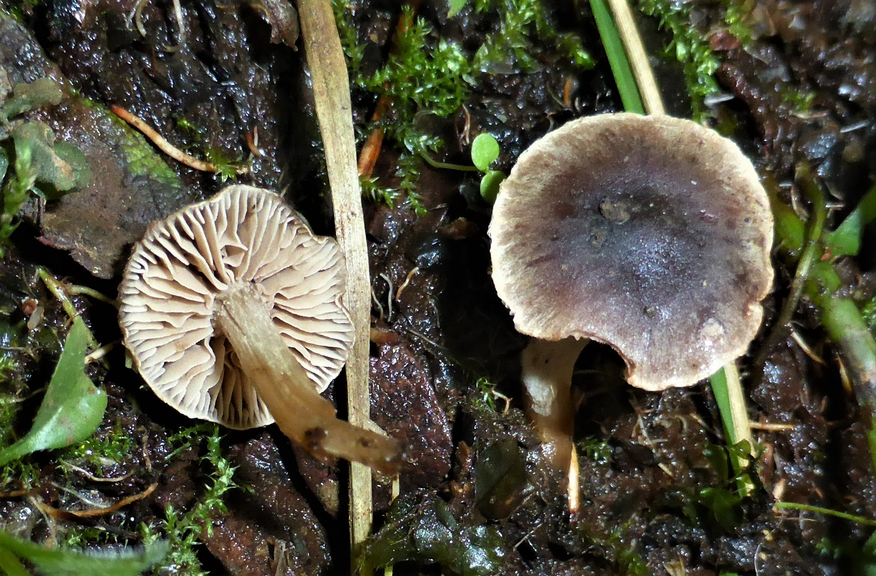 Hebeloma nigellum 1Schwaerzlicher Faelbling Cortina mesophaeum Ohrweide Salicetum auritae Moor boreale Verbreitung Mykorrhizapilz mesophaeum Dunkelscheibiger