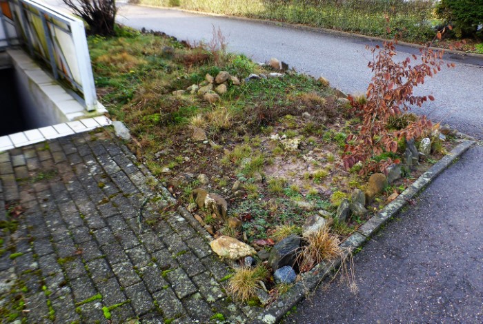 Heidebeet 10 2019 12 Hainbuche Carpinus betulus saure Heide naehrstoffarm Moos Flechten Krieglsteiner Pilzkunde Pilzschule Pilzfuehrung Artenvielfalt Krieglsteiner Spraitbach