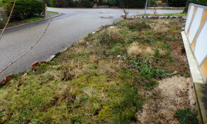 Heidebeet 14 2020 2 Moose Flechten Sand saurer Boden naehrstoffarm Heide Magerwiese Magerrasen Moose Flechten Pilze Wildkraeuter Kurse PilzCoach Pilzexpertin Katharina Krieglsteiner