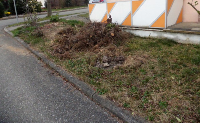 Heidebeet 2 2017 3 Ziergehoelze Fichte Gartenrasen naehrstoffarm Austausch Oberboden teilweise Blumenzwiebeln aus Gartenmarkt Krieglsteiner Pilzschule Schwaebischer Wald