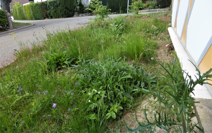 Heidebeet 20 2020 5 Lanzett Kratzdistel Cirsium vulgare Ruderalpflanze Walderdbeere Fragaria vesca Gamander Ehrenpreis Veronica chamaedrys Wildkraeuterkurs Pilzschule Schwaebischer Wald Krieglsteiner