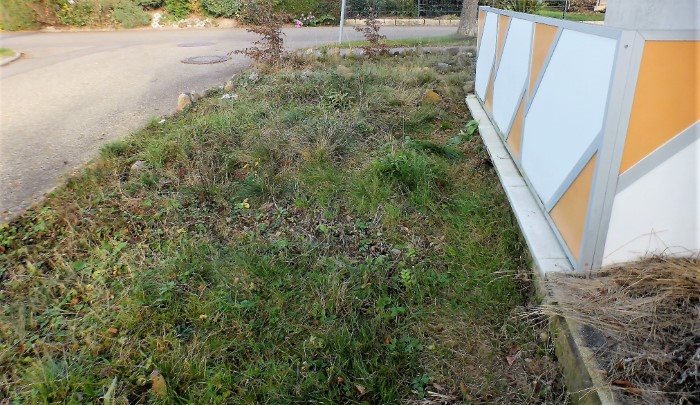 Heidebeet 21 2020 11 naehrstoffarme Magerwiese Heide Artenvielfalt Moose Graeser Flechten Wildkraeuter Insekten Kleintiere Pilzschule Schwaebischer Wald Krieglsteiner