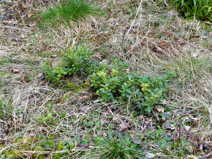 Heidebeet 24 2021 3 Preiselbeere Vaccinium vitis idaea saurer Boden selten geworden Kleines Habichtskraut Hieracium pilosella Heide Magerwiese Artenvielfalt Graeser Moose Flechten Wildkraeuter Pilzschule