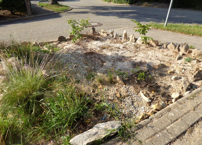 Heidebeet 7 2018 6 Sandboden Grenzsteine Sand Granit Entfernung Oberboden Ziergehoelze Zierpflanzen Gartenmarkt Blumenzwiebeln naturnah Wildpflanzen saure Heide Krieglsteiner Pilzschule Schwaebischer Wald