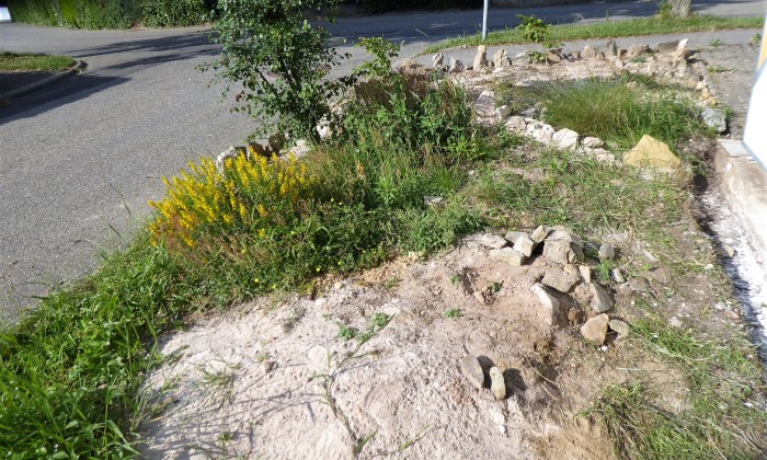 Heidebeet 9 2018 6 Faerberginster Genista tinctoria Faerbeseminar PilzCoach Feldmykologe Krieglsteiner Pilzschule Schwaebischer Wald Spraitbach Rupperrtshofen Gruener Pfad Naturgarten