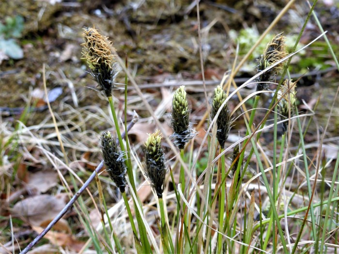 Heidemoor Eriophorum vaginatum Scheiden Wollgras Torf acidophil Naturgarten Krieglsteiner Pilzschule Schwaebischer Wald PIlzexpertin Katharina Spraitbach