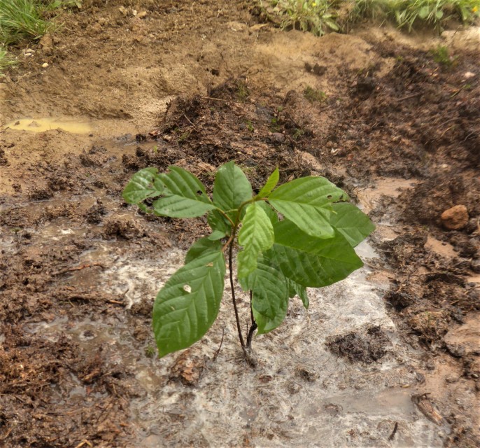 Heidemoor Faulbaum Frangula alnus Zitronenfalter Gonepteryx rhamni acidophil Naturgarten Krieglsteiner Spraitbach Pilzschule Schwaebischer Wald Ostalbkreis Pilzkurse Natur erleben