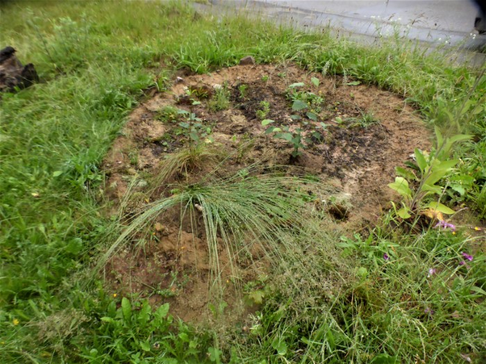 Heidemoor Juni 2020 Drahtschmiele Avenella flexuosa Poaceae acidophil Moorbirke Faulbaum Ohrweide Artenvielfalt Biodiversitaet Krieglsteiner