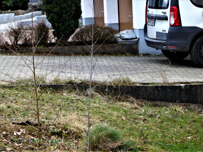 Heidemoor Maerz 2021 Baeumchen Faulbaum Moorbirke Drahtschmiele Zitronenfalter Moortorf Spraitbach PIlzschule Schwaebischer Wald Krieglsteiner Naturgarten