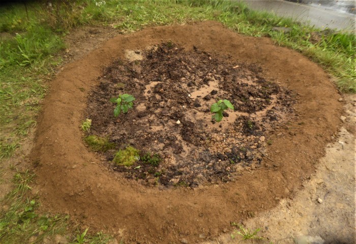 Heidemoor frisch angelegt August 2019 Faulbaum Moorbirke Moose Frangula alnus Betula pubescens Lehm Hochmoortorf Naturgarten Krieglsteiner