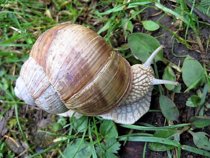 Helix pomatia Weinbergschnecke Schnirkelschnecken Landlungenschnecken Stylommatophora Helicidae Kalk Morchelanzeiger Gemsefeld Nahrungszone biologischer Gartenbau ohne Gift und Duenger