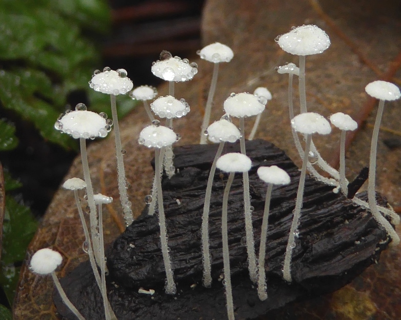 Hemimycena-tortuosa-Gedrehter-Scheinhelmling-Welzheimer-Wald-Schwäbischer-Pilzschule