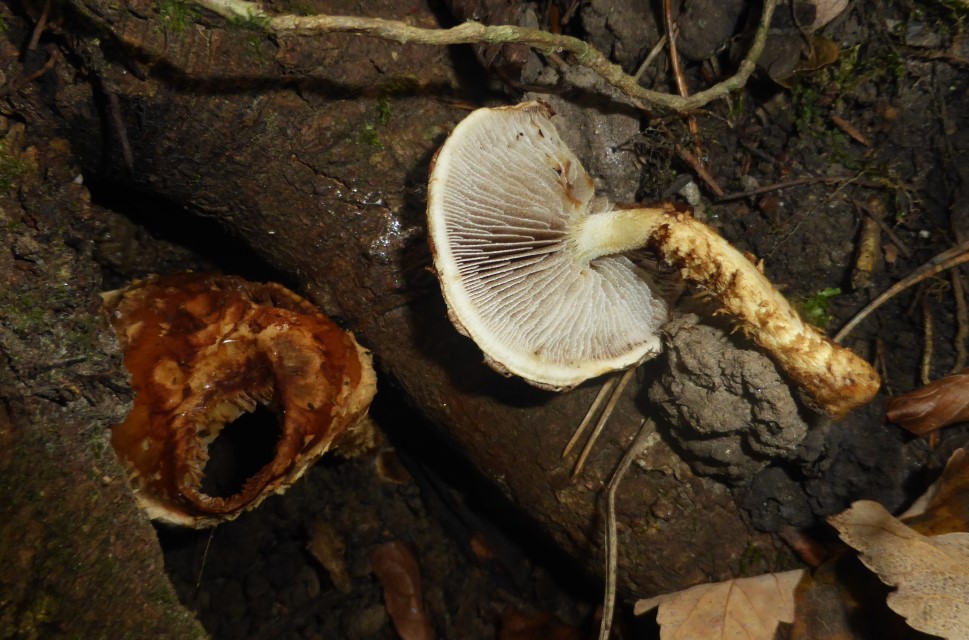 Hemistropharia albocrenulata 1 Weissgezaehnelter Traeuschling Schweiz Thurgau Weinfelden Pilzkurse Pilzschule Schwaebischer Wald Krieglsteiner