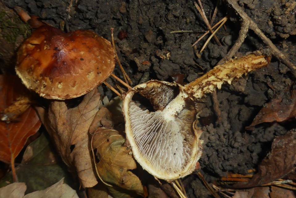 Hemistropharia albocrenulata 2 Pholiota Sporenpulver Acer pseudoplatanus Nordschweiz Bergahorn Zitterpappel Populus tremula Ausbreitung Thur Auwald