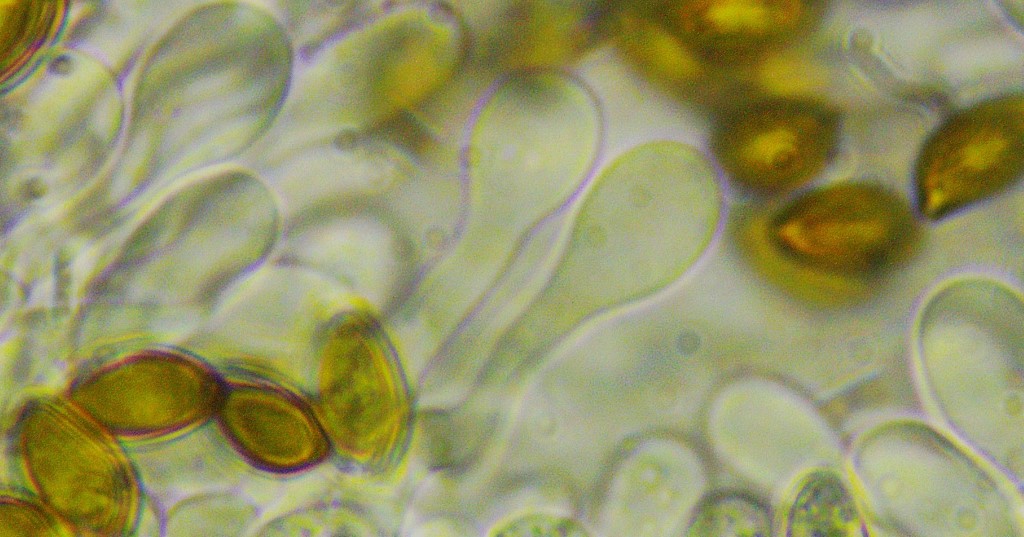 Hemistropharia albocrenulata 4 Pholiota fusca Cheilozystiden dichtes Band sterile Lamellenschneide Jacobson Tubariaceae Strophariaceae Krieglsteiner