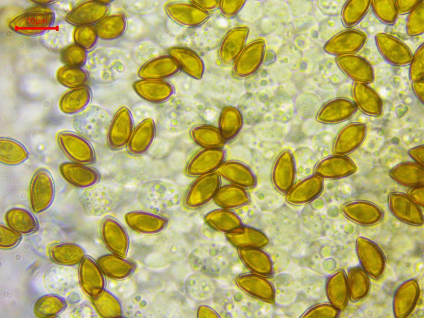 Hemistropharia albocrenulata 7 Sporen dickwandig spindelig Keimporus Apikulus Pigment innere Sporenwand Ausbreitung Acer pseudoplatanus Krieglsteiner