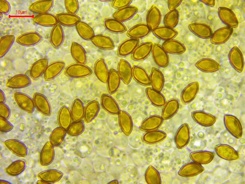 Hemistropharia albocrenulata 8 Sporen Nordschweiz Thur Auwald Bergahorn Calocybe favrei Gelbblaettiriger Schoenkopf Krieglsteiner Pilzverein Thurgau