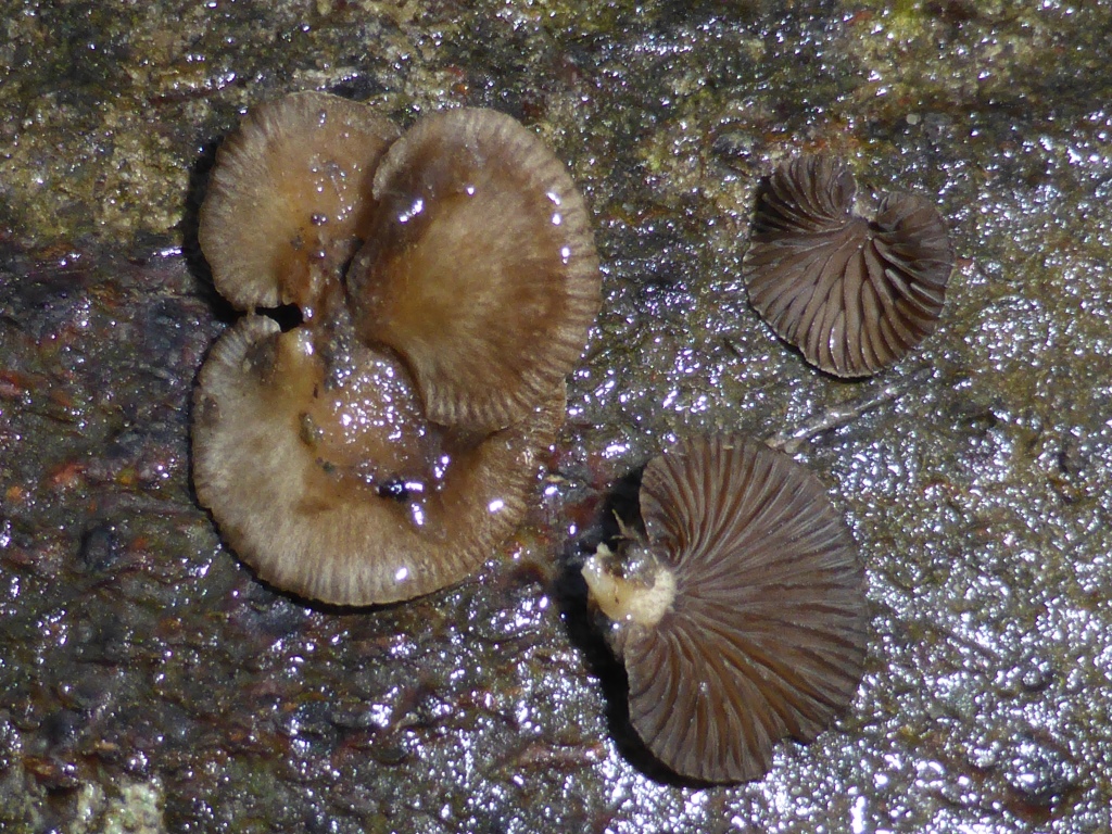 Hohenbuehelia-chevallieri-unguicularis-leightonii-Schwäbischer-Wald-Baden-Württemberg