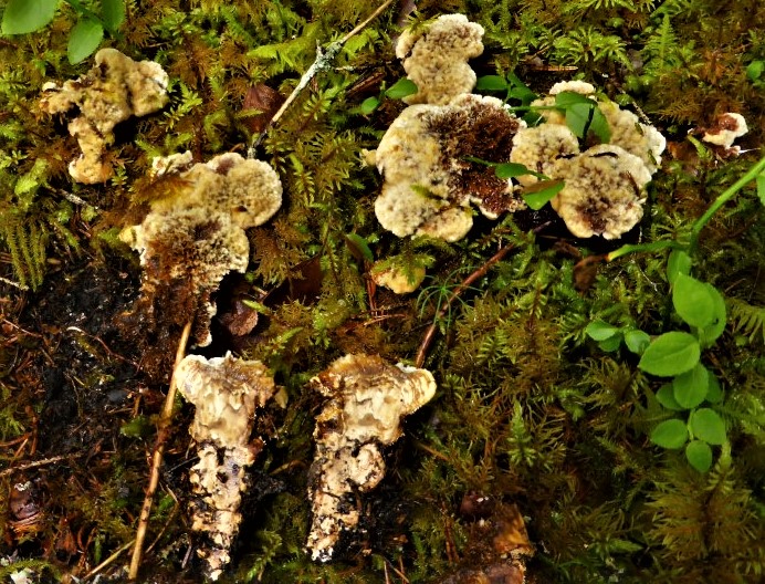 Hydnellum mirabile 2 Wolliger Korkstacheling Thelephoraceae Mykorrhiza Fleisch scharf KOH Reaktion schwach ohne Schnallen selten Pilzschule Schwaebischer Wald