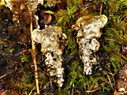 Hydnellum mirabile 5 Wolliger Korkstacheling Fleisch blass gezont Geschmack scharf Hydnum acre Naehrstoffeintraege Duengung Humus basenreich sauer Feldmykologe