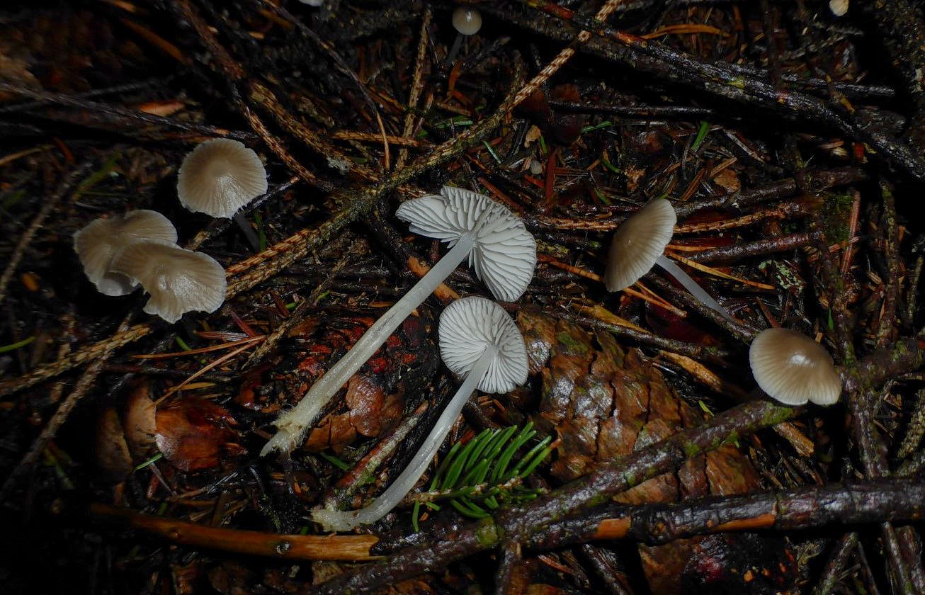 Hydropus pseudotenax 1 Kleinsporiger Wasserfuss Schwaebischer Wald Hoenig Auerbachtal Nadelstreu