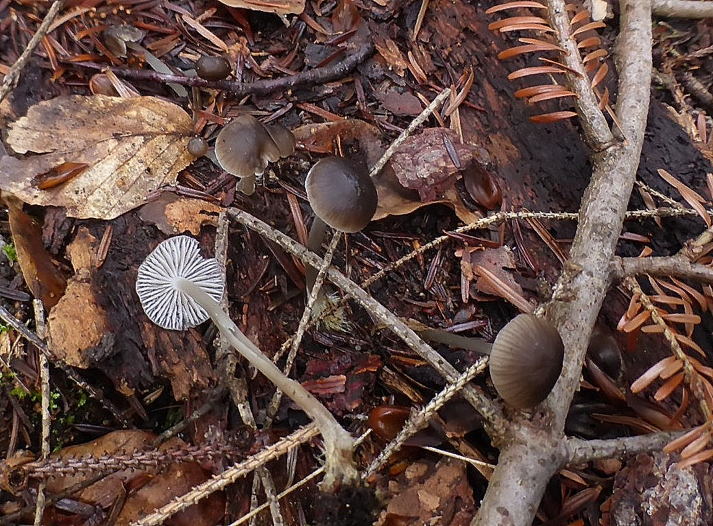 Hydropus pseudotenax 10 Kleinsporiger Wasserfuss Schneeblumen Helmling Mycena flos nivium Lothar Krieglsteiner Deutschland