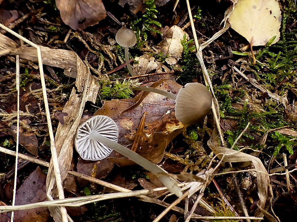 Hydropus pseudotenax 10a Kleinsporiger Wasserfuss Gschwend Rotenhar Schwaebischer Wald Tanne Wegrand Nadelstreu Borkenreste Krieglsteiner Schwaebisch Gmuend