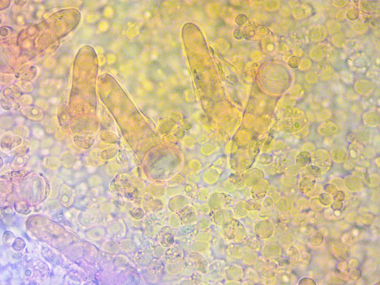 Hydropus pseudotenax 19 Pleurozystiden Lamellenflaeche Kongo NH3 Sporen Mikroskopie Pilzschule Seminare Fuehrungen PSV DGfM Feldmykologie