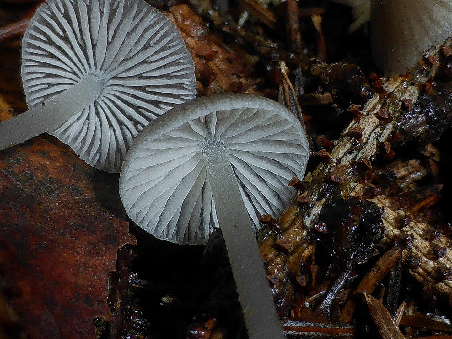 Hydropus pseudotenax 6 Kleinsporiger Wasserfuss Helmling Lamellen Ansatz Nadelstreu Tanne Fichte Mittelgebirge Pilzschule Schwaebischer Wald