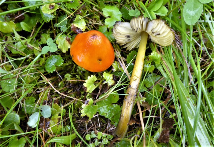 Hygrocybe conica nigrescens Schwaerzender Saftling Saftlings Gesellschaften Spraitbach Naturgarten Naturschutz Magerwiese Krieglsteiner Pilzschule Schwbischer Wald Umwelt Gutachten