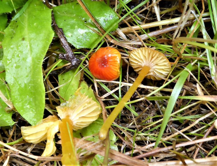 Hygrocybe glutinipes Schleimstiel Saftlings Gesellschaften Naturschutz Artenschutzverordnung gefaehrdet Naehrstoffeintraege Rote Liste PIlze Krieglsteiner Magerwiese Naturgarten ohne Pestizide Duengung