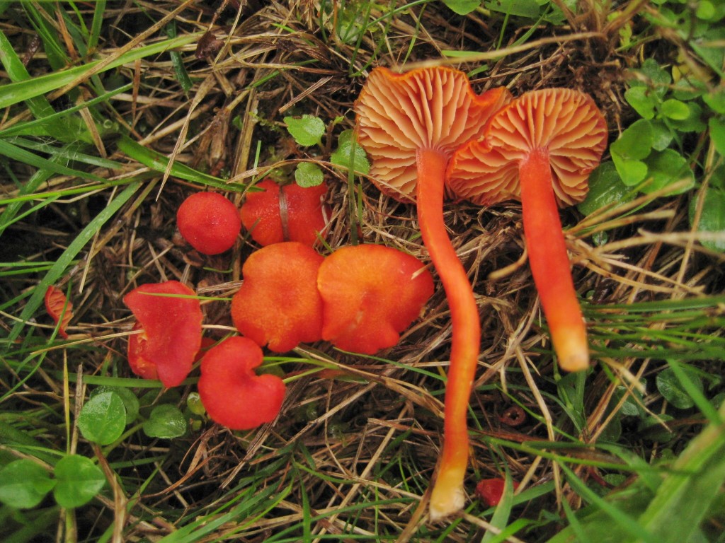 Hygrocybe helobia Knoblauch Saftling miniata schuppig Lamellentrama Bayern Krieglsteiner Pilzschule Schwaebischer Wald Deggendorf Himmelreich NSG Hirzau