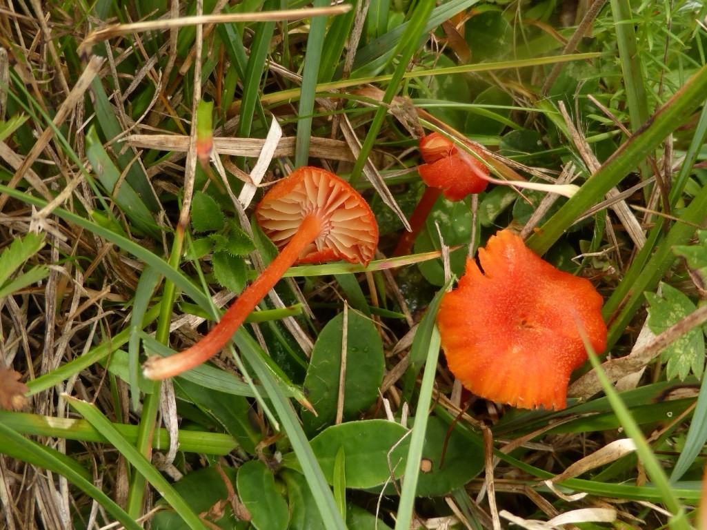 Hygrocybe helobia Knoblauch Saftling saure Heide Stoeckelberg Soehnstetten Schwaebische Alb Baden Wuerttemberg Rote Liste gefaehrdet Magerrasen naehrstoffarm