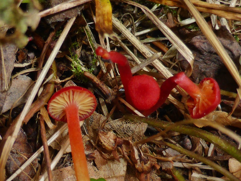 Hygrocybe helobia Knoblauchsaftling Endobiont Nationalpark Bayerischer Wald Groer Falkenstein Hoellbachgespreng