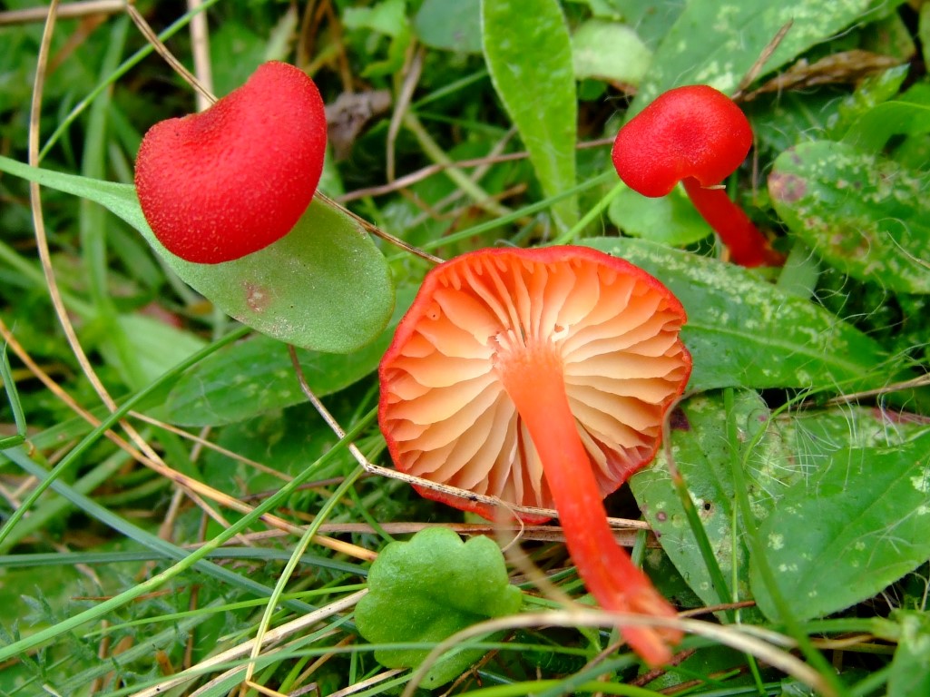 Hygrocybe helobia Knoblauchsaftling Geruch Deggendorf Bayern NSG Rote Liste Krieglsteiner Bayern Donau Magerrasen ungeduengt