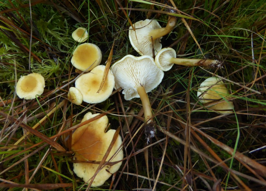 Hygrophoropsis fuscosquamula 1 Feinschuppiger Afterleistling Sumpf Falscher Pfifferling Ostalbkreis Baden Wuerttemberg Raue Wiese Bartholomae Hochmoor