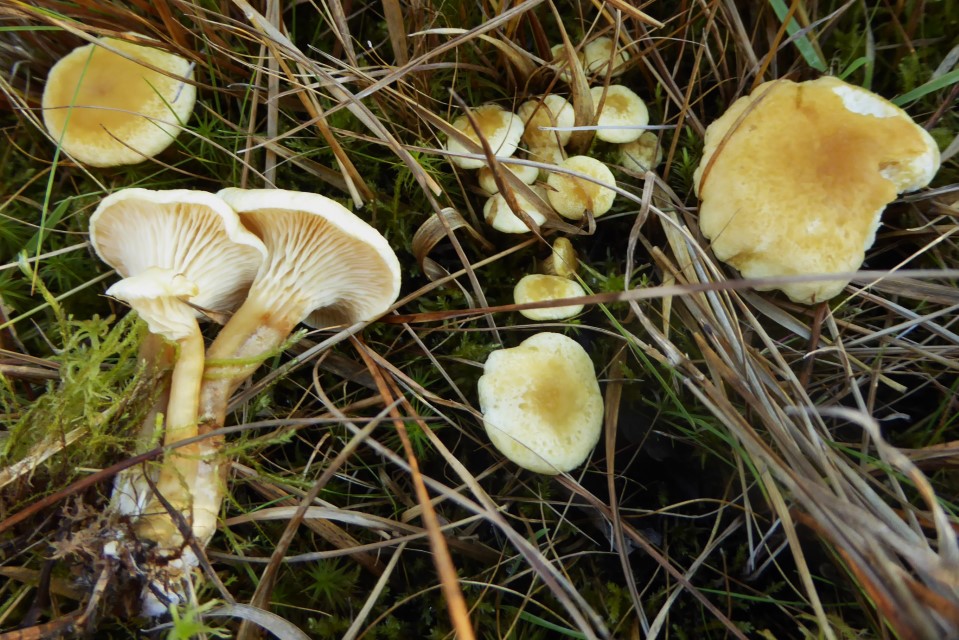 Hygrophoropsis fuscosquamula 2 Hochmoor Binsen Juncus Torfmoos Sphagnum Ostalb Schwaebische Baden Wuerttemberg Pilzschule PIlzkurse Krieglsteiner